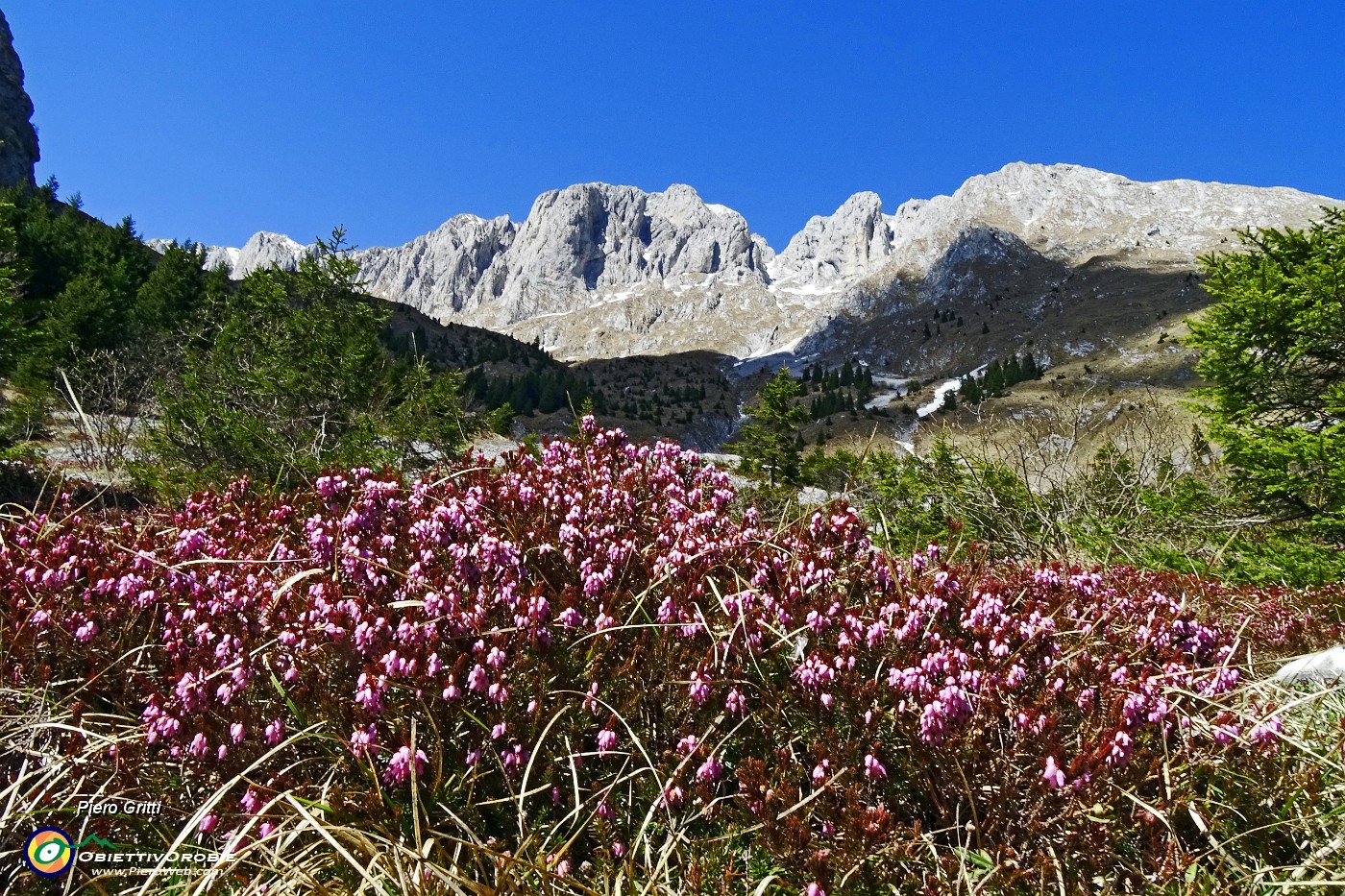 12 Erica in fiore per la Regina.JPG -                                